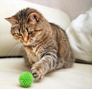 Cat Playing Indoors With Green Ball