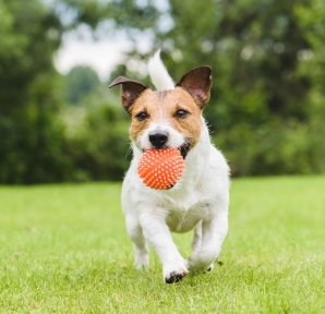 Small Dog With Ball